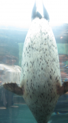 アザラシ
