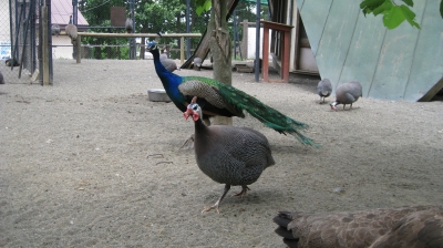 孔雀