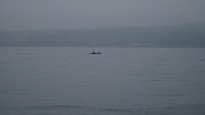 海1