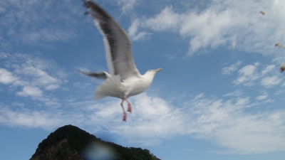積丹かもめ1