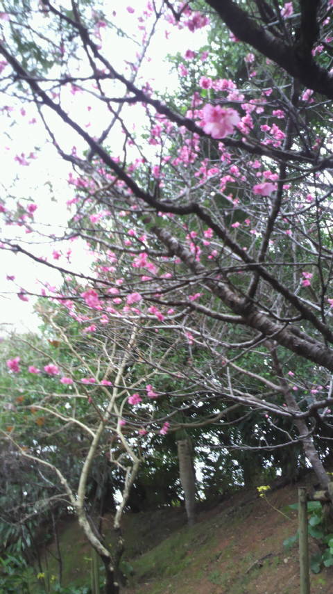 2011012408310002.jpg