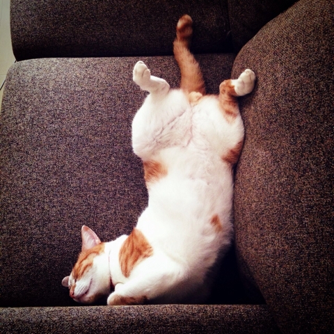猫