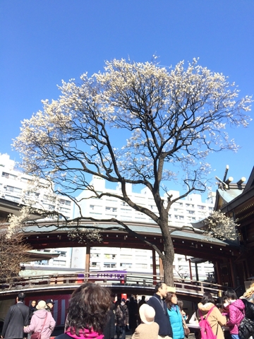 湯島天神 梅まつり