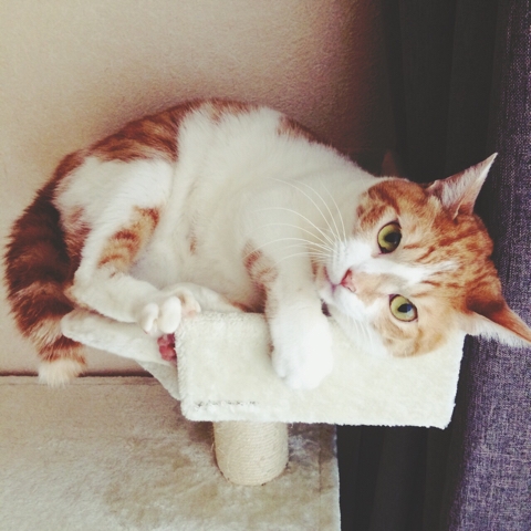 猫