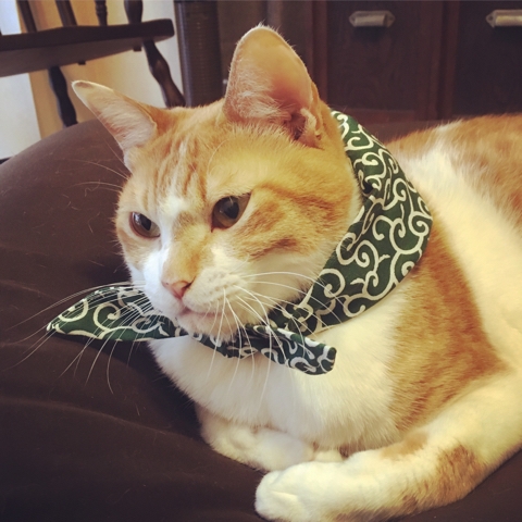 泥棒猫 唐草 風呂敷