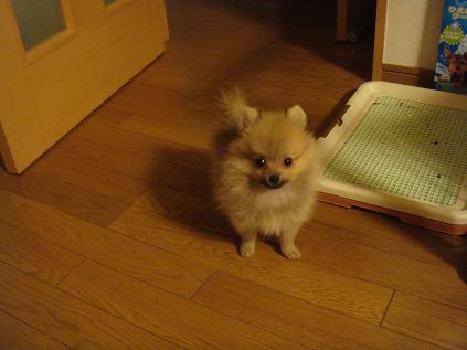 ウンチできた