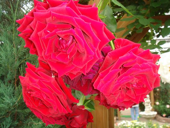赤い薔薇