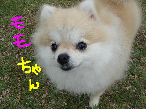 ももちゃん