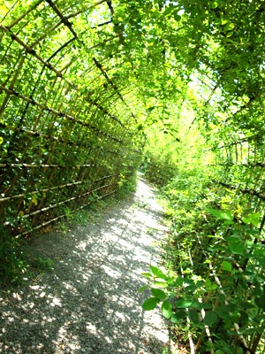 向島百花園の萩のトンネル(01)