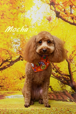 mocha68.JPG