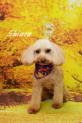 shiara26.JPG