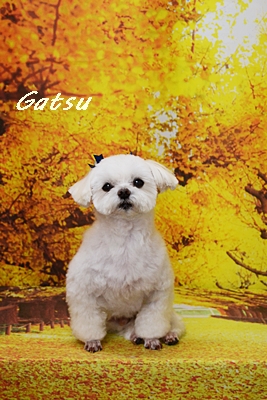 gacchan62.JPG