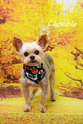 chocola76.JPG