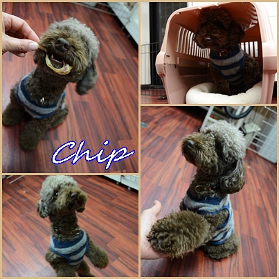 chip40.jpg