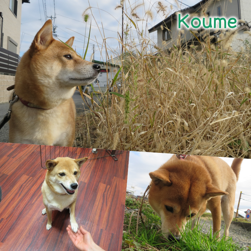 collage.png