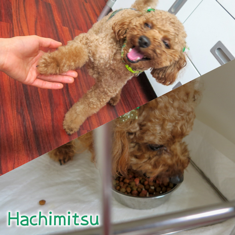 hachi.png