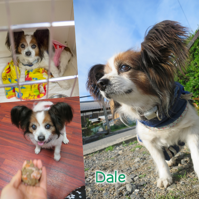 dale.png
