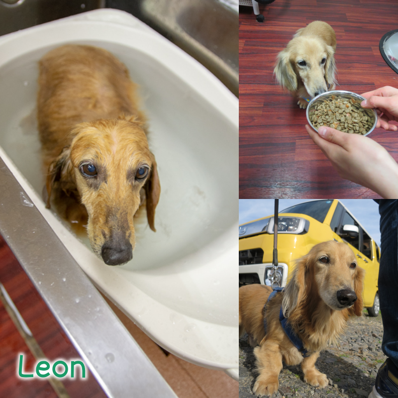 leon.png
