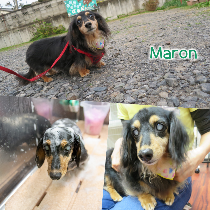 maron.png