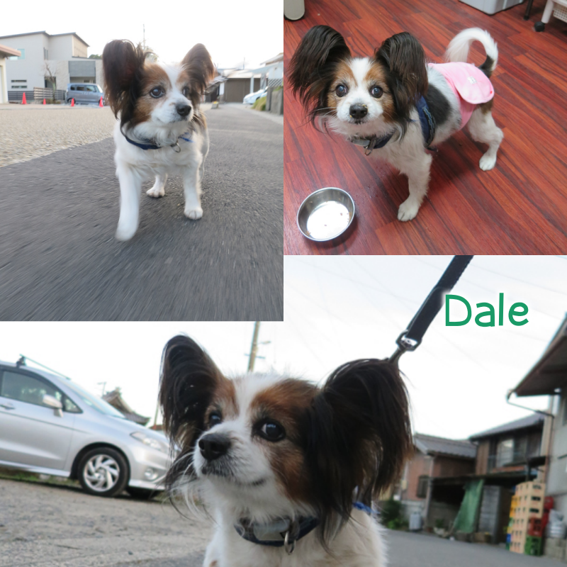 dale.png