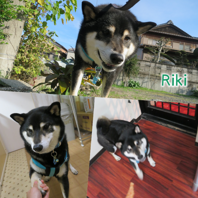 riki.png