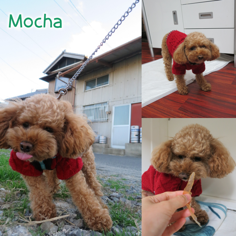 mocha.png