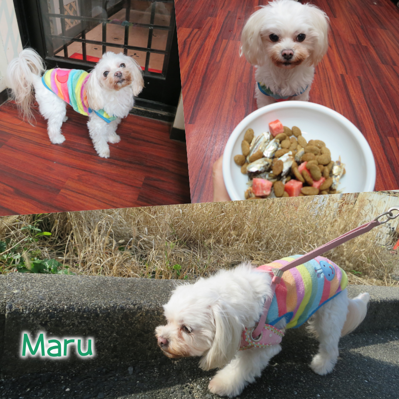 maru.png