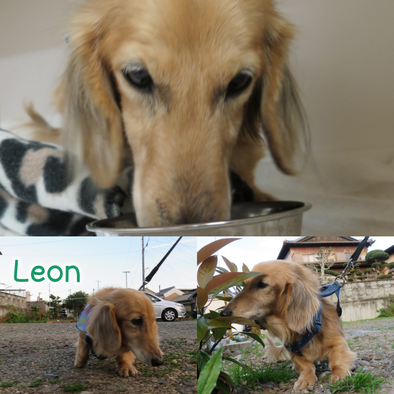 leon.png