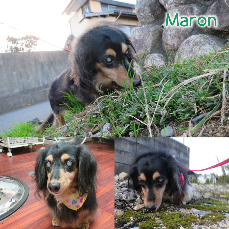 maron.png
