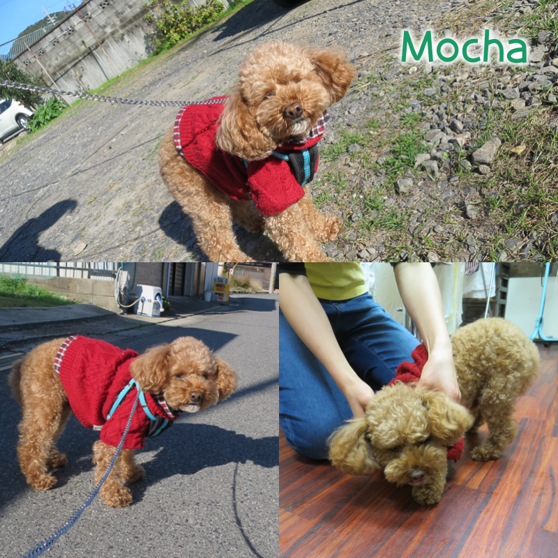 mocha.png