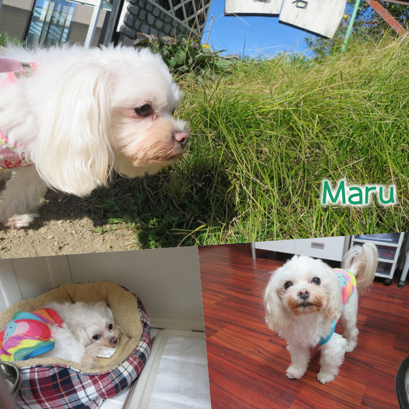maru.png