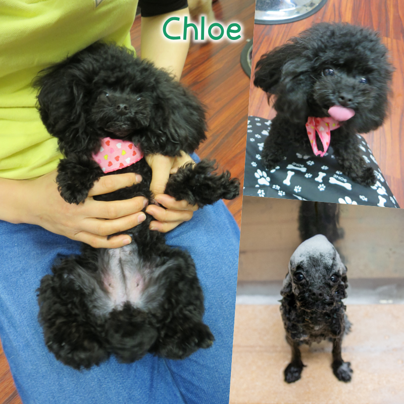 Chloe.png