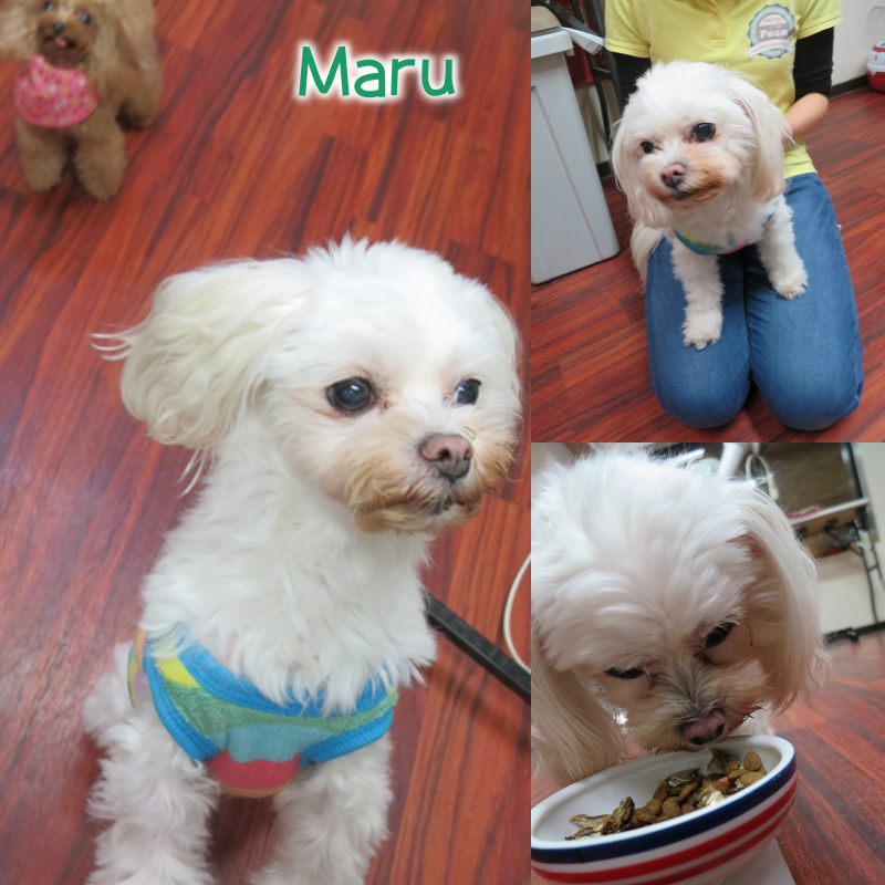 Maru.png