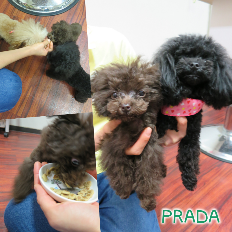 PRADA.png