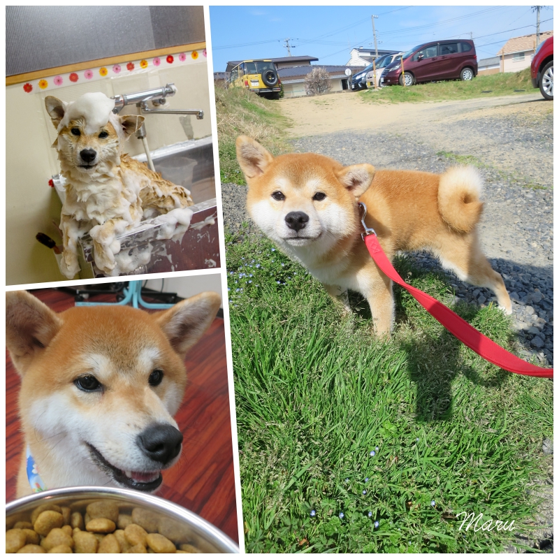 collage.jpg