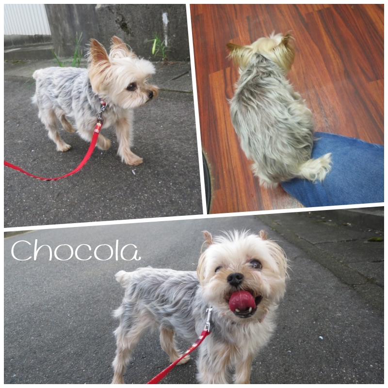 choco.jpg