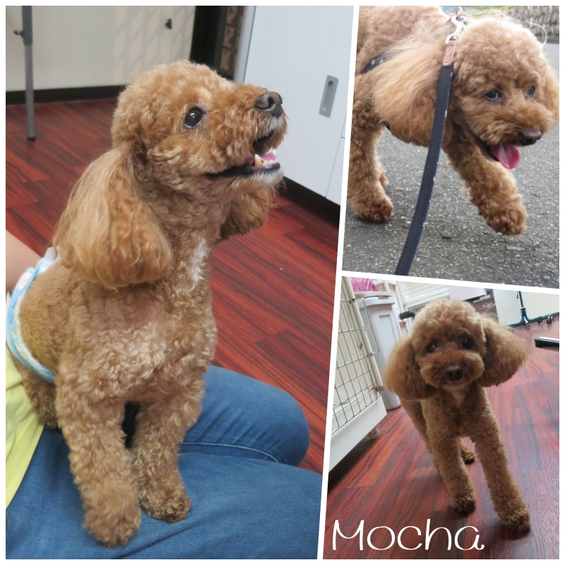 mocha.jpg