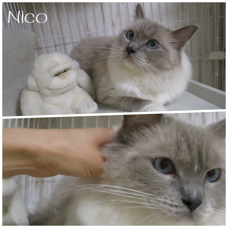 nico.jpg