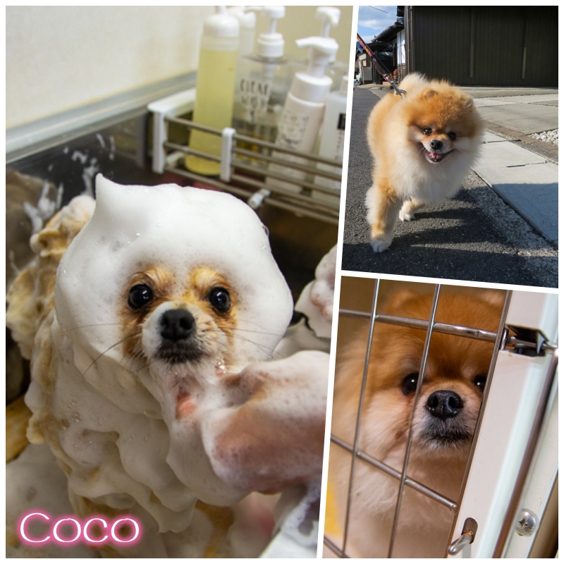 coco.jpg