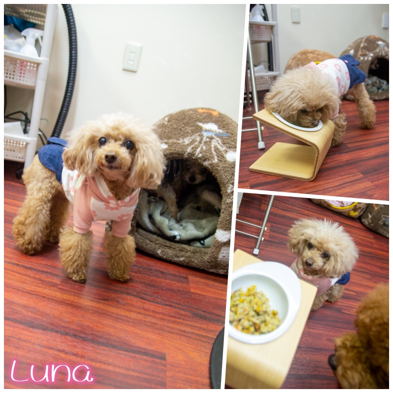 luna.jpg