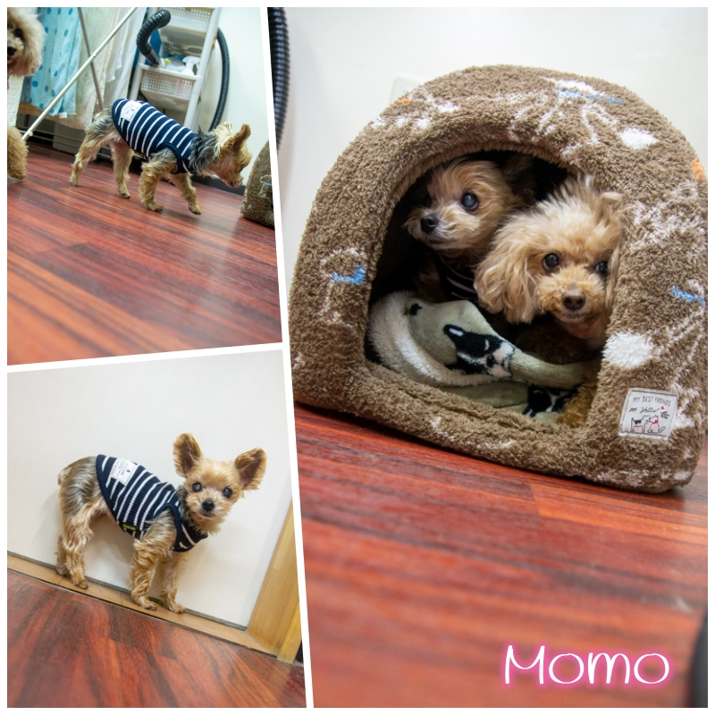 momo.jpg