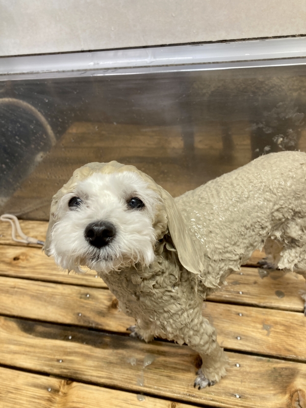 2022年09月27日の記事 | ぽ庵