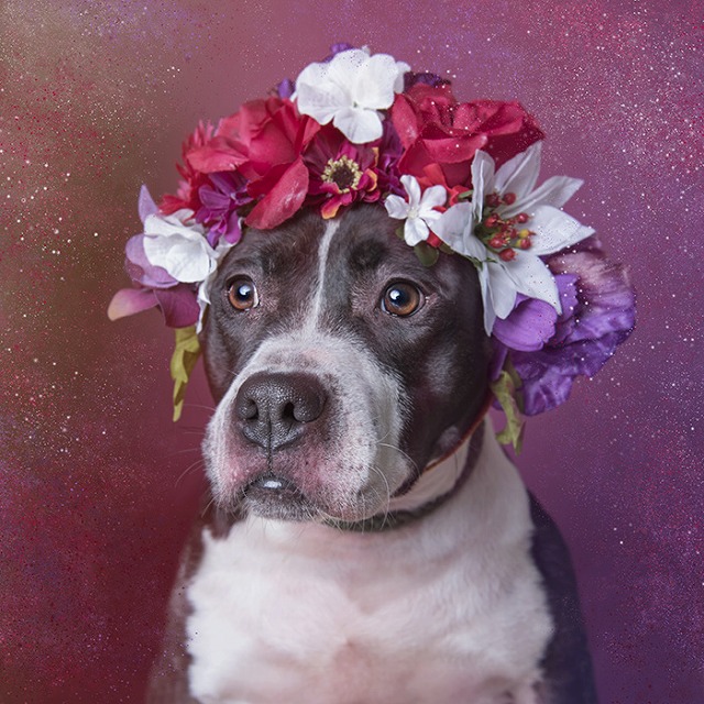 花冠の犬たち Pit Bull Flower Power | 美雨の日々