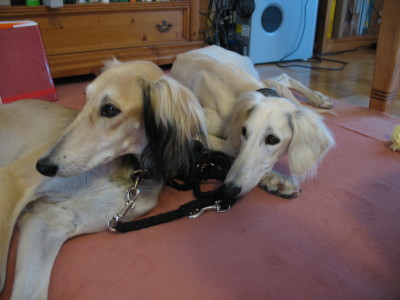 Chadifa und Chaila