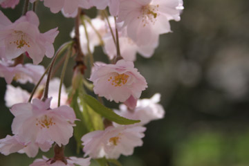 枝垂桜(角館)