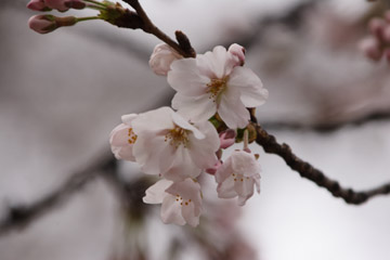桜前線