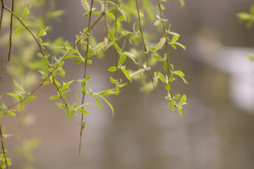芽吹き始めた柳