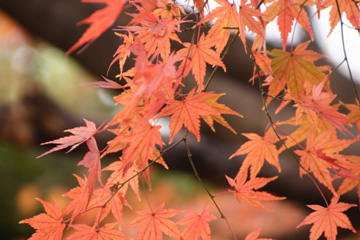 紅葉狩り