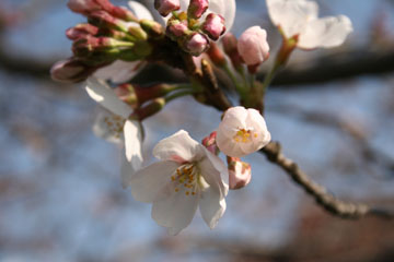 桜前線到来