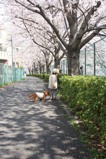 桜のトンネル